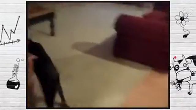 О чем думают животные(What Do They Think The Animals)