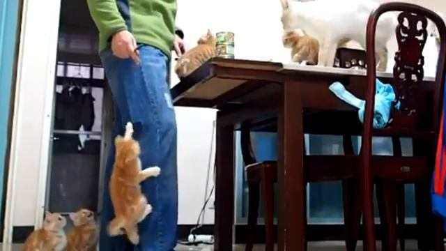 Голодное восхождение котят смотреть онлайн