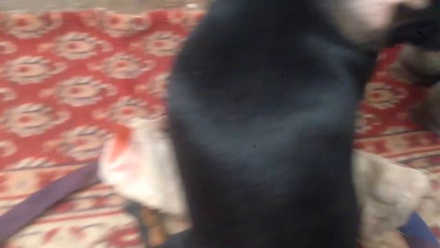 Такса на подвязке смотреть онлайн