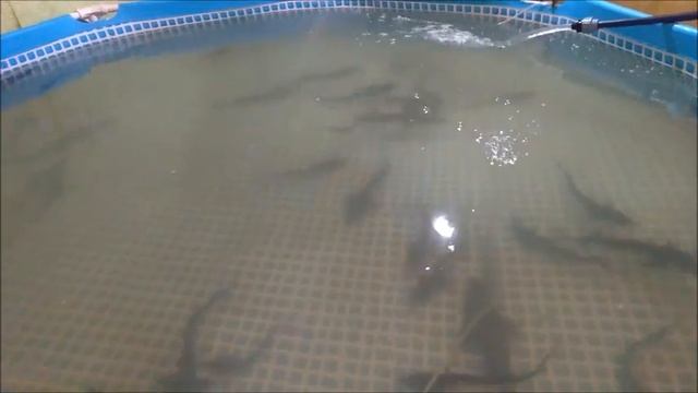 КАК ОБЕСКЛЕИТЬ ИКРУ ОСЕТРА смотреть онлайн