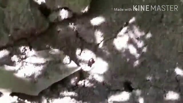 Жизнь муравья в его колонии смотреть онлайн