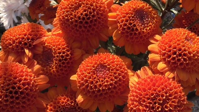 Бархатный Крым. Бал Хризантем в ноябре смотреть онлайн