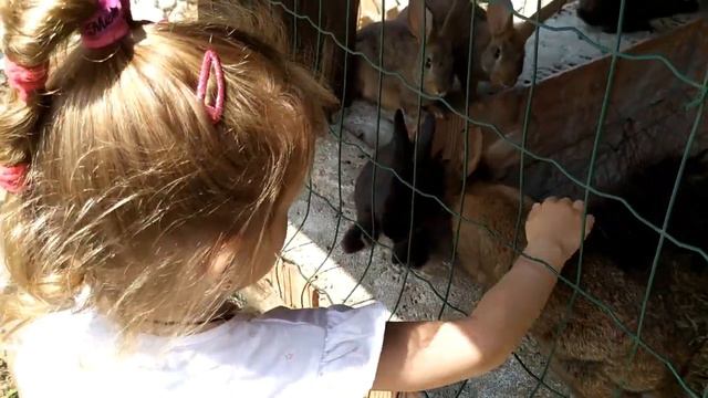 Колибри арт Катя с Аней на ферме в Маркиролло лошади гуси кролики козы лес батут Аня рисует смотреть онлайн