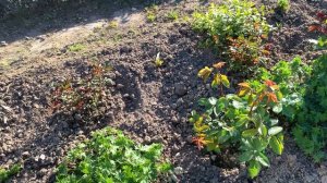 Обзор роз от Елены Иващенко через месяц после посадки! Чем обрабатываю розы 🌹