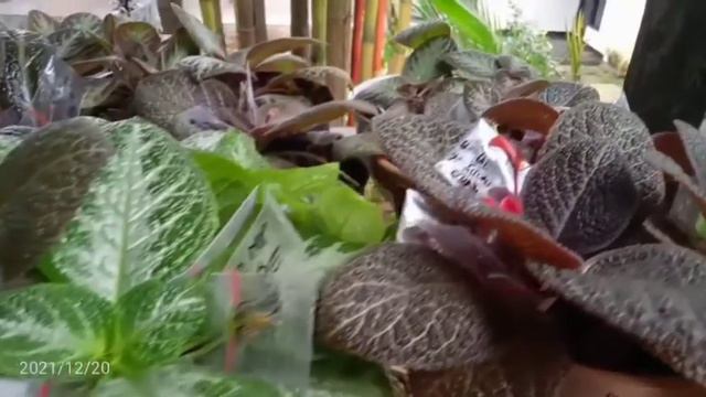 Episcia Pink Acajou, Emerald Velvet, Dkk)