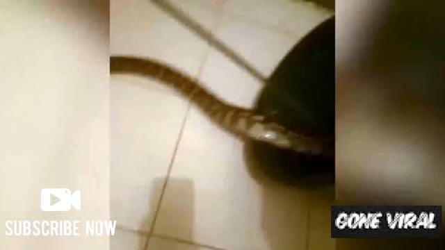 Sleeping woman wakes up to find huge python in bedroom смотреть онлайн