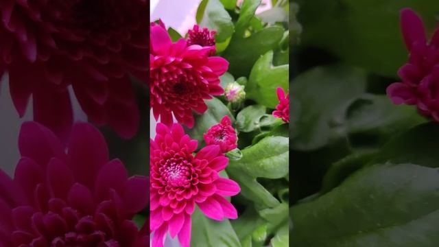ХРИЗАНТЕМА БОРДЮРНАЯ (Chrysanthemum) #Shorts смотреть онлайн