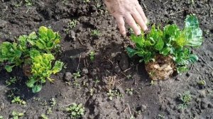 Как получить семена кормовой свеклы