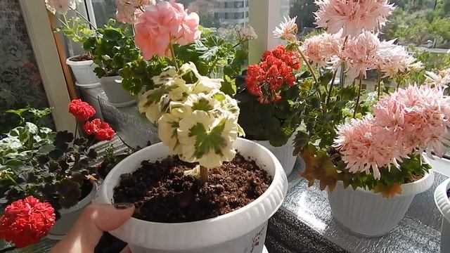 Мой цветущий балкон. июнь смотреть онлайн