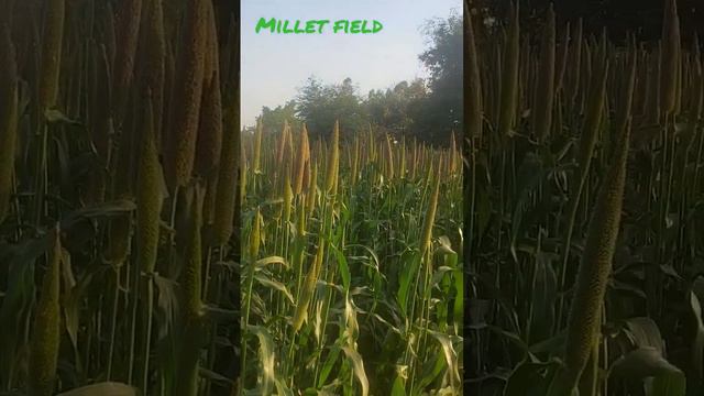 Millet field 🌾🌾 | Flora Series | Environment | Planet Earth | Save Soil | смотреть онлайн