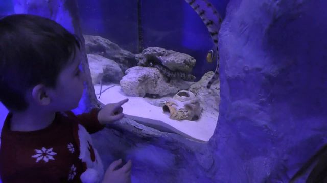 Океанариум - Киев. Oceanarium смотреть онлайн