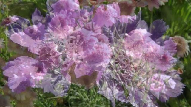 Скабиоза смотреть онлайн