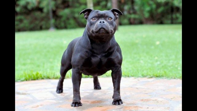 Стаффордширский бультерьер смотреть онлайн