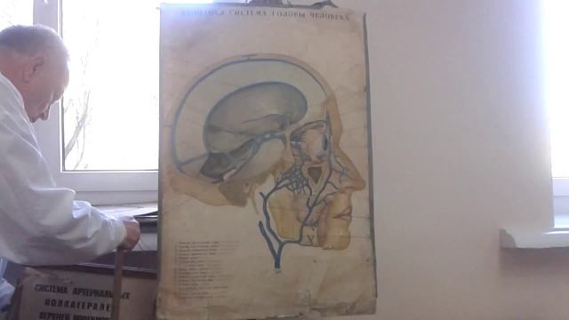 Сонная артерия. Лимфатические узлы смотреть онлайн