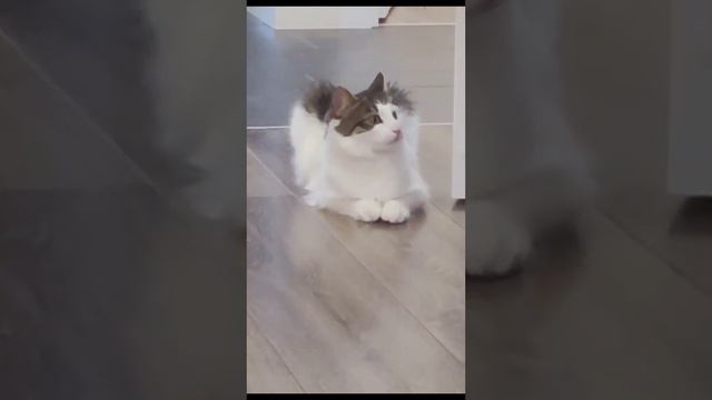 смешная озвучка котиков (все видео мои)Играет роль котик Лапа (дух вставалки)👍 и подписка смотреть онлайн