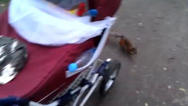 Сумасшедшая белка смотреть онлайн