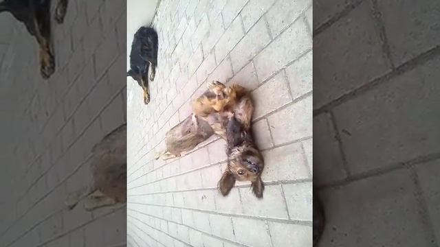 Собака похожа на гиену. Приколы с животными. Собаки Павлограда. смотреть онлайн