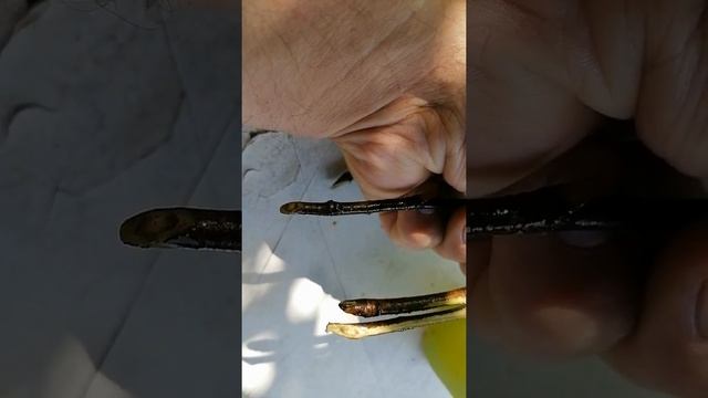 Будет ли нектар у липы? смотреть онлайн