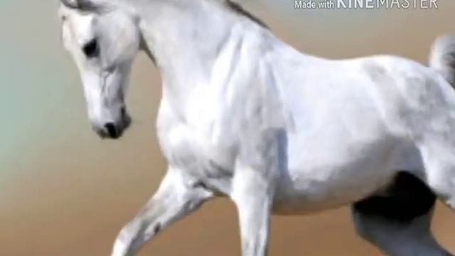 White Jays White Wrist White Porch White Horse