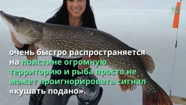 Dry Blooder – зимний активатор клева обзор / Сухая кровь Драй блудер купить смотреть онлайн