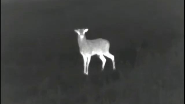 daniel / fallow deer смотреть онлайн