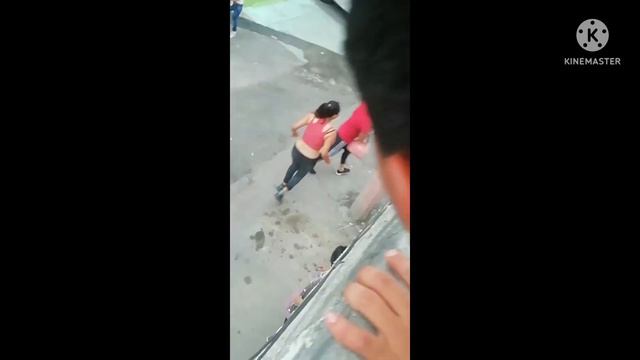 Pitbull ataca a perro chihuahua (épico) viral смотреть онлайн
