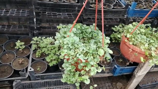 Дихондра зелёная. Как сохранить зимой. смотреть онлайн