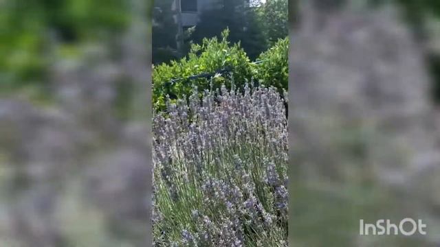 Колибри.Краснодарский край.Очень редкое явление!! смотреть онлайн
