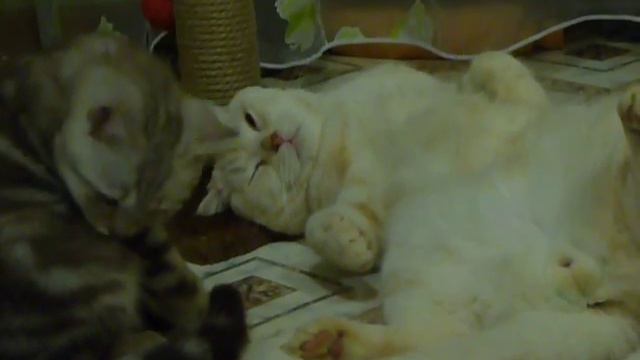 Прикол Коты Шотландский и британский - кайфуют смотреть онлайн