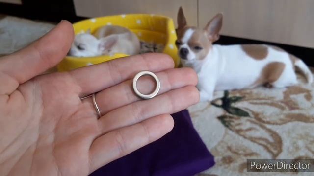 DIY: как быстро и просто сшить сворку для 2 собак своими руками))? смотреть онлайн