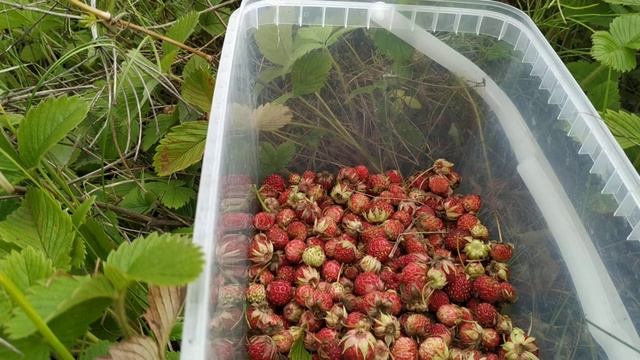 сбор земляники лето 2021 смотреть онлайн