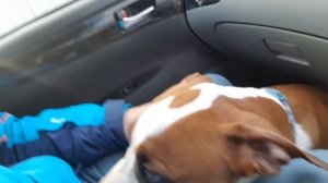 Как приучить собаку ездить в машине