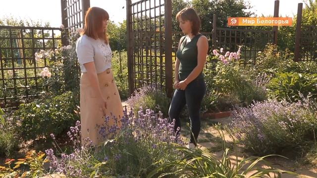 Советы по выращиванию лаванды смотреть онлайн