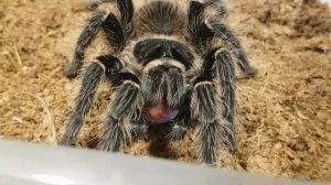 Кормление ПАУКА ПТИЦЕЕДА мышами