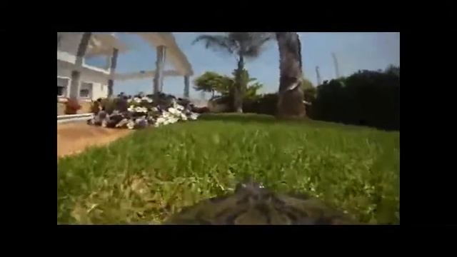 GoPro в Казахстане - камера на черепахе!!! смотреть онлайн