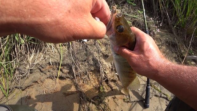 Вся рыба клюёт на эту оснастку! Рыбалка на Спиннинг! Рыбалка в августе 2021! смотреть онлайн