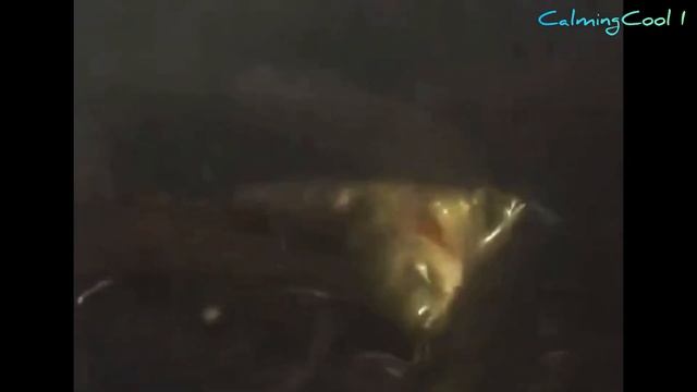 The "Open Mouth" Arowana Fish - Super Rare Arowana Species смотреть онлайн
