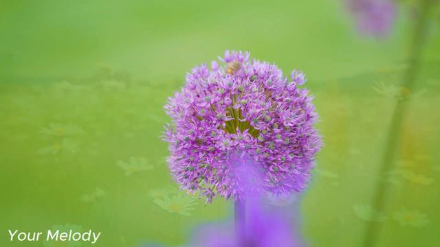 Музыка расслабляет нервную систему, улучшает память 🌿 Сергей Грищук музыка #2 смотреть онлайн