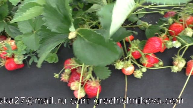 ИРМА ремонтантный сорт клубники смотреть онлайн
