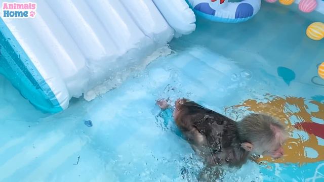 BiBi Monkey And Ducklings Swim In The Pool So Funny