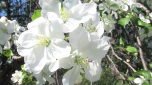 Препараты для здоровья растений