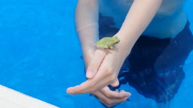 Frog whisperer(3) смотреть онлайн