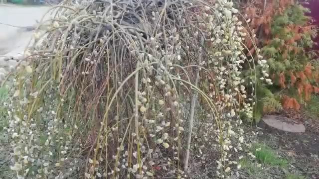 Верба растёт!!!!