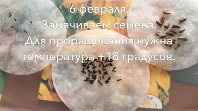 Рудбекия и эхинацея от семян до цветения смотреть онлайн