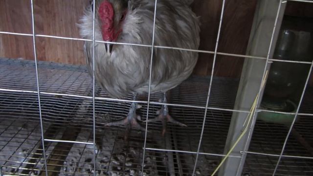 Птичий двор.Что нового у нас в хозяйстве.Как несутся Амераукана. смотреть онлайн