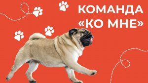 Команда КО МНЕ! Как правильно учить командам? Лайфхаки для подзыва. Психология собак