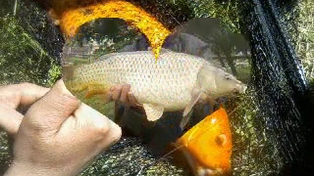 journée de pêche a la carpe смотреть онлайн