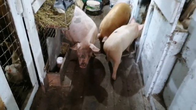 Я в шоке! Когда узнала возраст поросят. смотреть онлайн