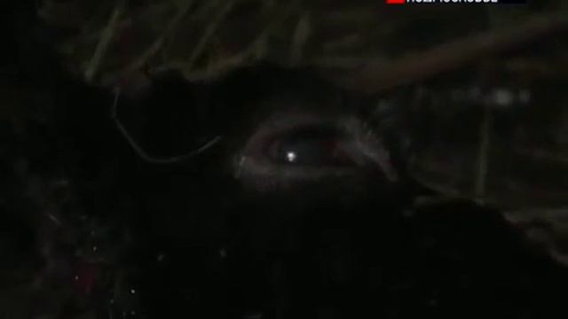 Чупакабра в Московской области смотреть онлайн