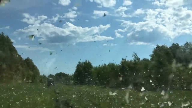 24.06.18 Тучи бабочек смотреть онлайн
